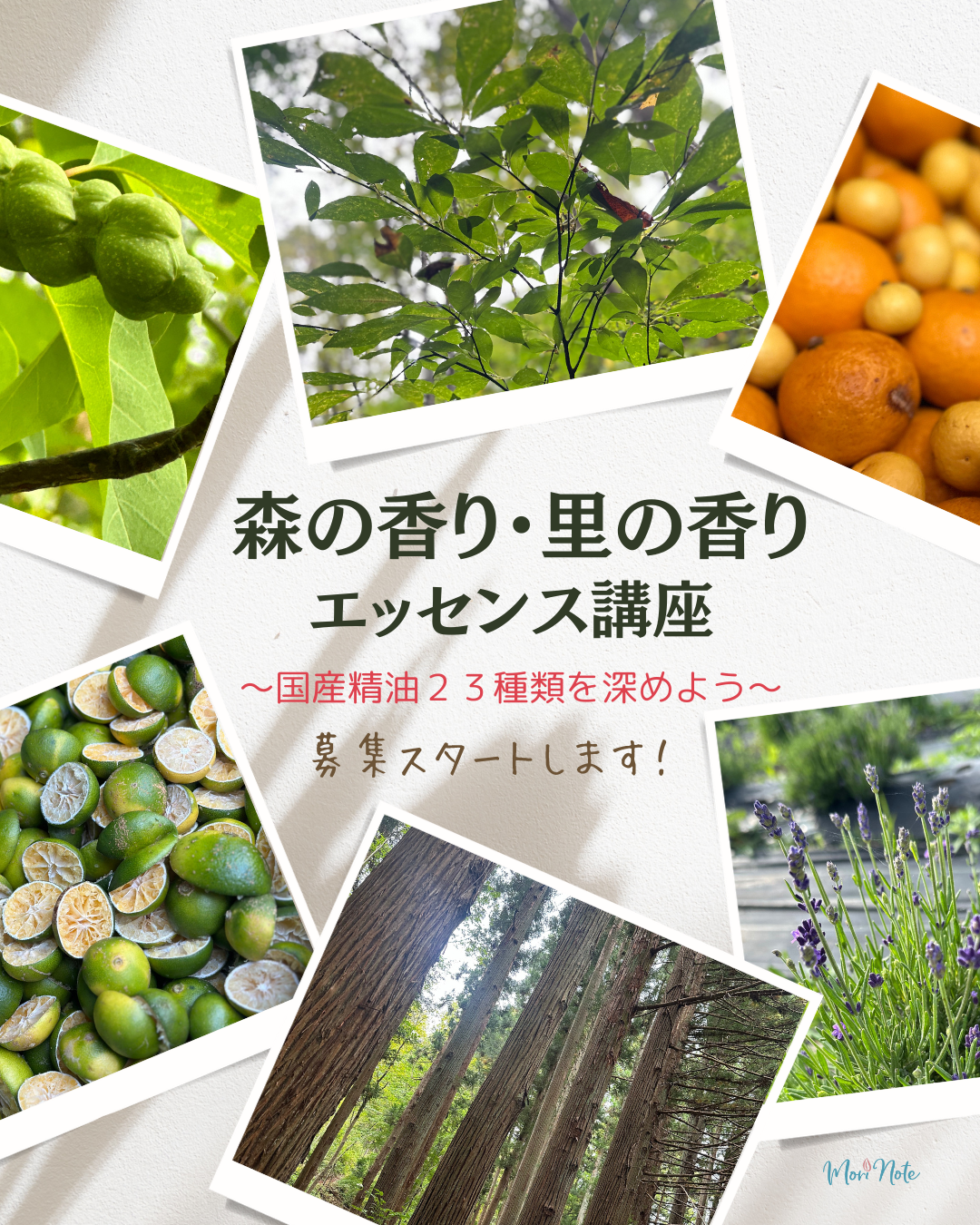 日本産精油の講座スタート