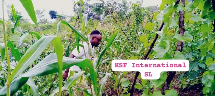 KSF at work. Thank you kalian