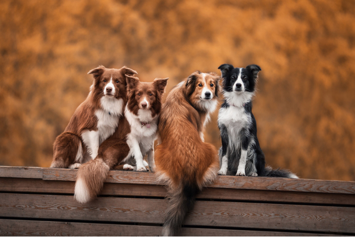 Hondenfotografie: met deze 7 tips kun je het zelf!