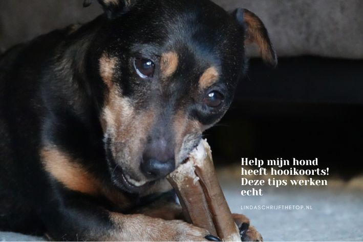 Help mijn hond heeft hooikoorts! Deze tips werken echt
