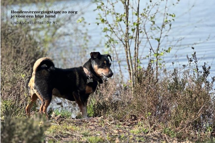 Hondenverzorgingstips: zo zorg je voor een blije hond