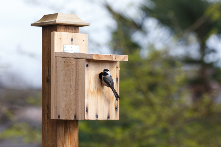 Vogelhuisje met camera: meekijken met wifi nestkast