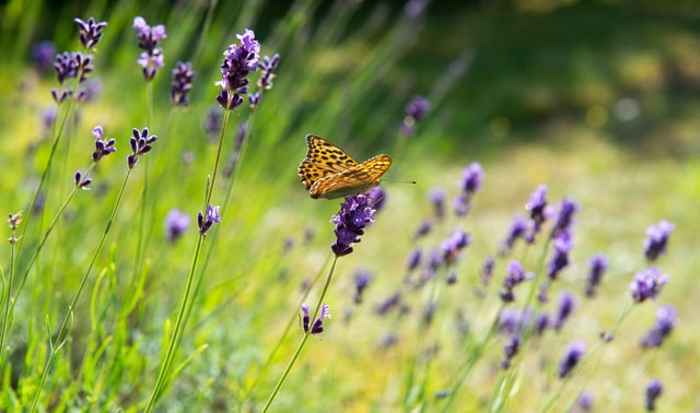 Lavendel snoeien? - De beste tips en tuin weetjes