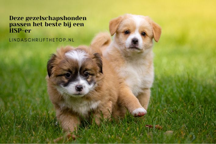 Deze gezelschapshonden passen het beste bij een HSP-er