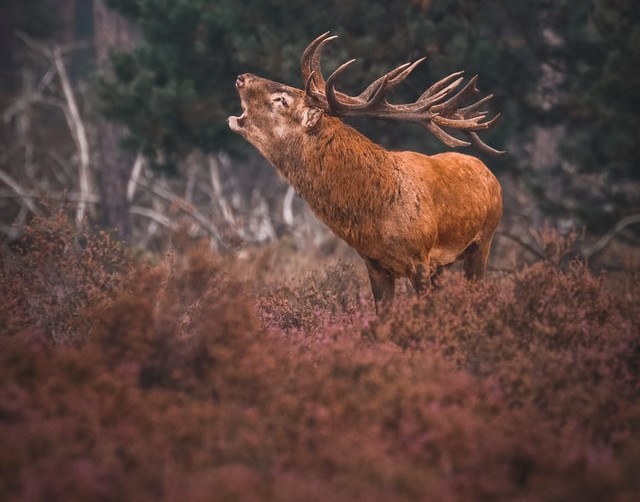 Waar en wanneer herten in bronsttijd fotograferen?