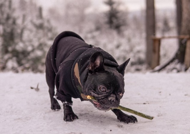 heeft mijn hond een hondenjas nodig in de kou?