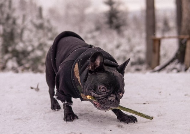 Artefact Bourgondië Leonardoda Heeft mijn hond een hondenjas nodig? - Lindaschrijfthetop.nl