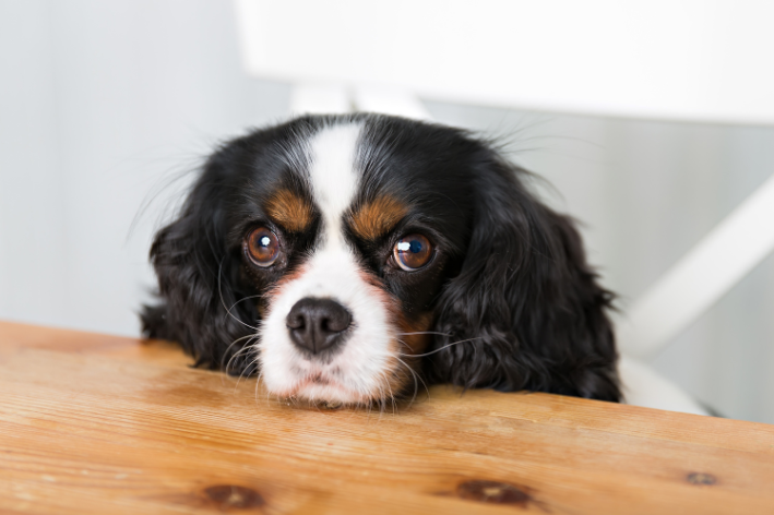 Kun je op vakantie gaan en je hond alleen thuislaten?