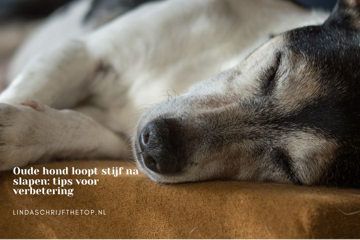 Oude hond loopt stijf na slapen: tips voor verbetering
