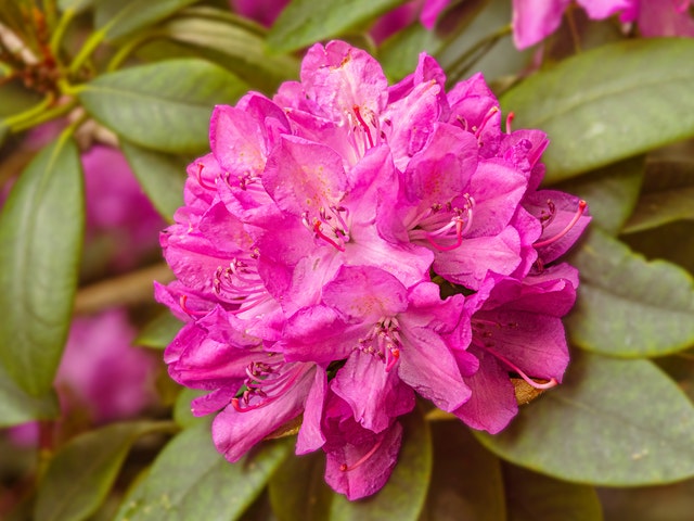 Wat is de beste standplaats voor de Rhododendron?