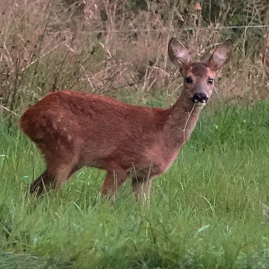 Waar kan ik wilde dieren spotten in de Achterhoek?