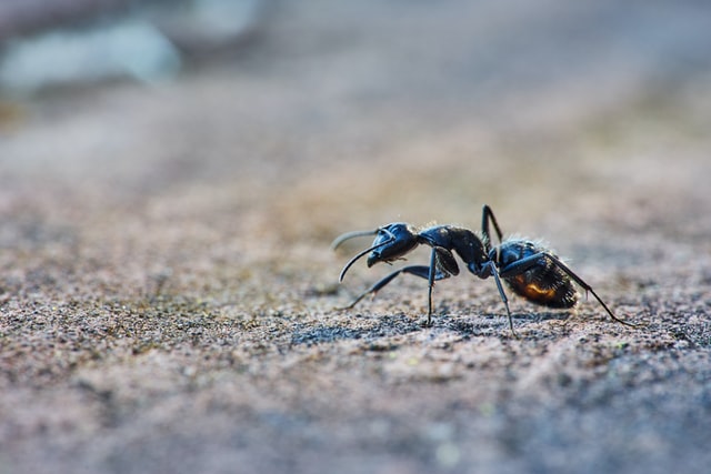 Mieren op een natuurlijke manier bestrijden