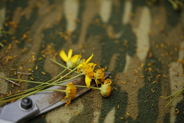 Tuinkalender juni - Tips voor wat je kan doen in de tuin