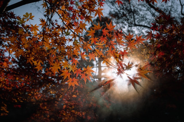 Kleine achtertuin: welke boom wordt niet groot?