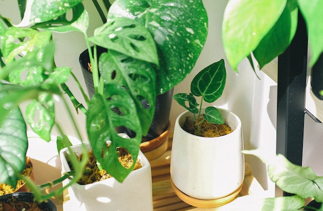 Een fleurige thuis met hippe kamerplanten in huis|  Plant Rebelz