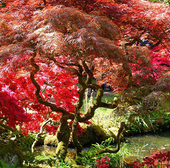 Japanse tuin Clingendael bezoeken