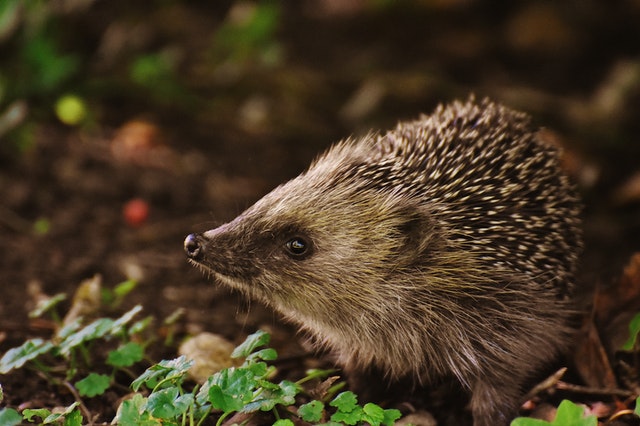 Tips om de egel de winter door te helpen