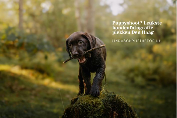 Top 5 leukste puppyshoot plekken in de natuur in Den Haag