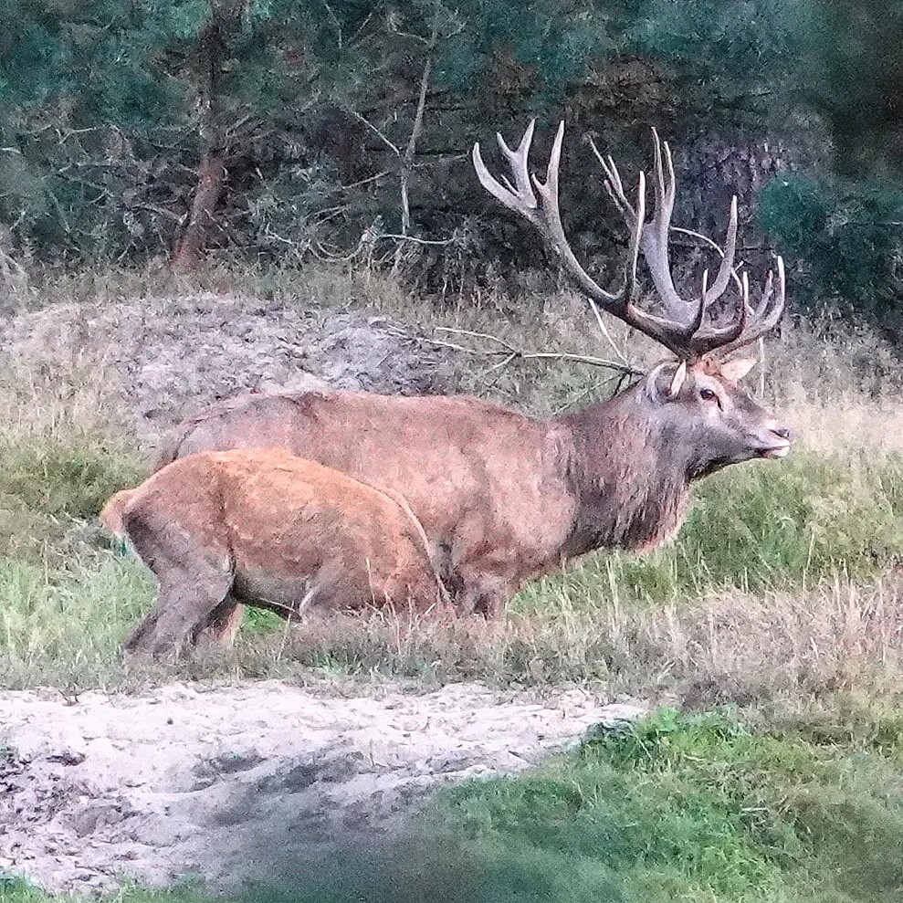 Hoe was de bronstexcursie bij Nationaal Park de Hoge Veluwe?