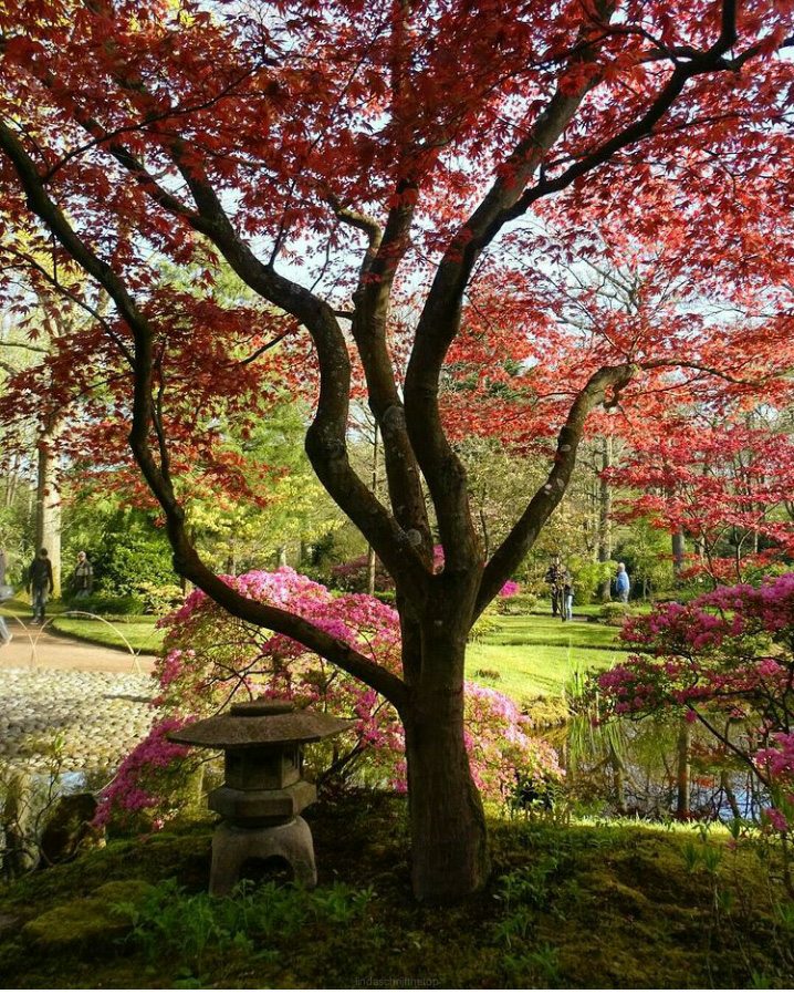 De grootste Japanse tuin van Nederland in Clingendael
