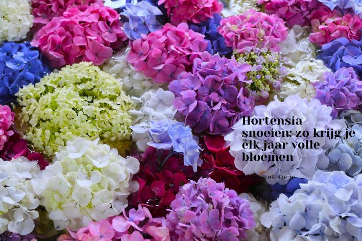 Hortensia snoeien: zo krijg je elk jaar volle bloemen