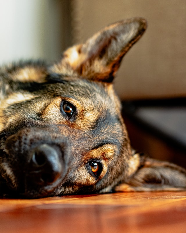Verwaarloosde hond Wat doet de dierenbescherming? Lindaschrijfthetop.nl