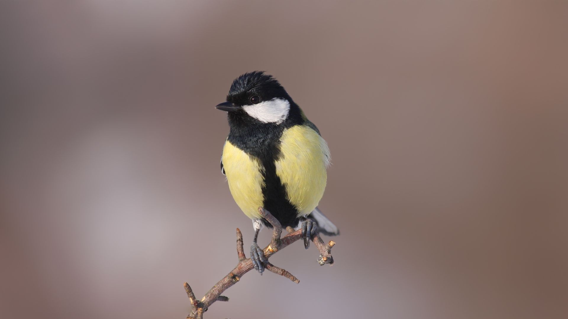 kohlmeise-vogelphilipp