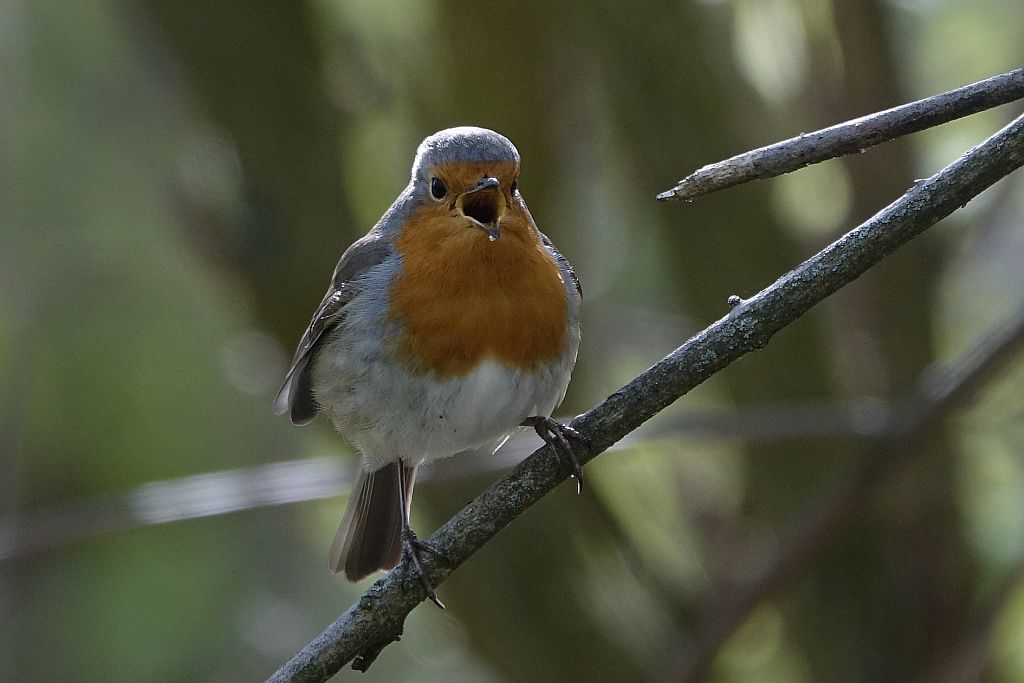 Singendes Rotkehlchen (Erithacus rubecula) frontal auf einem Ast im Wald – typischer Vogelgesang eines heimischen Singvogels