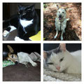 Lilli, Sugar, Gismo und Paul