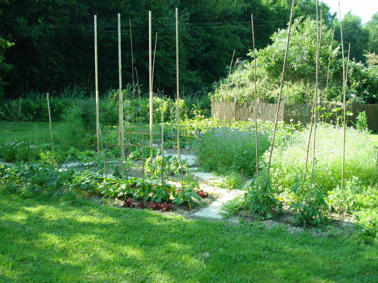 Im Gemüsegarten gedeiht es prächtig