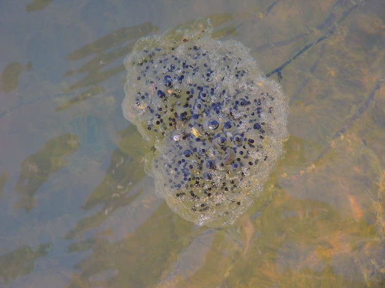 Der erste Laich im Teich