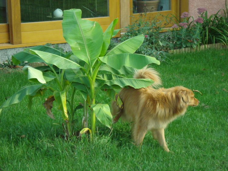 Kein Wunder gedeiht die Banane so gut