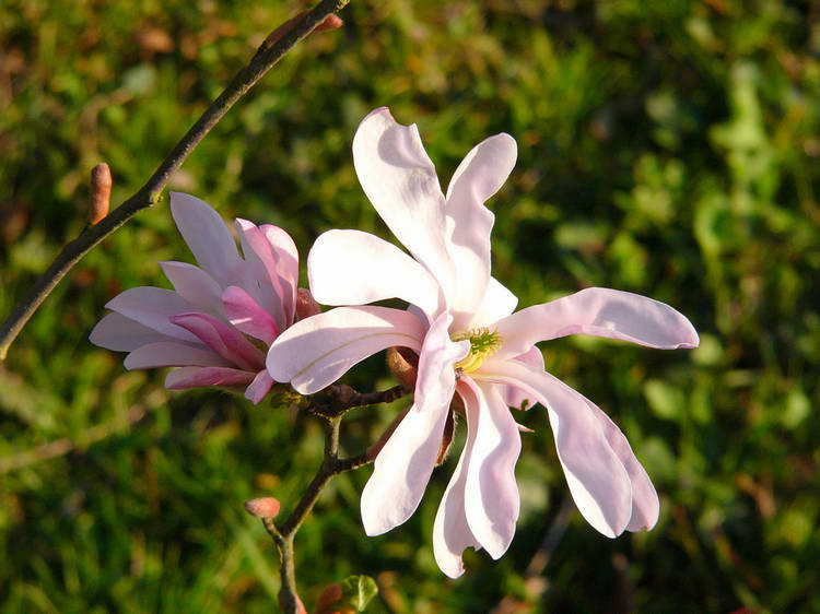 Sternmagnolie