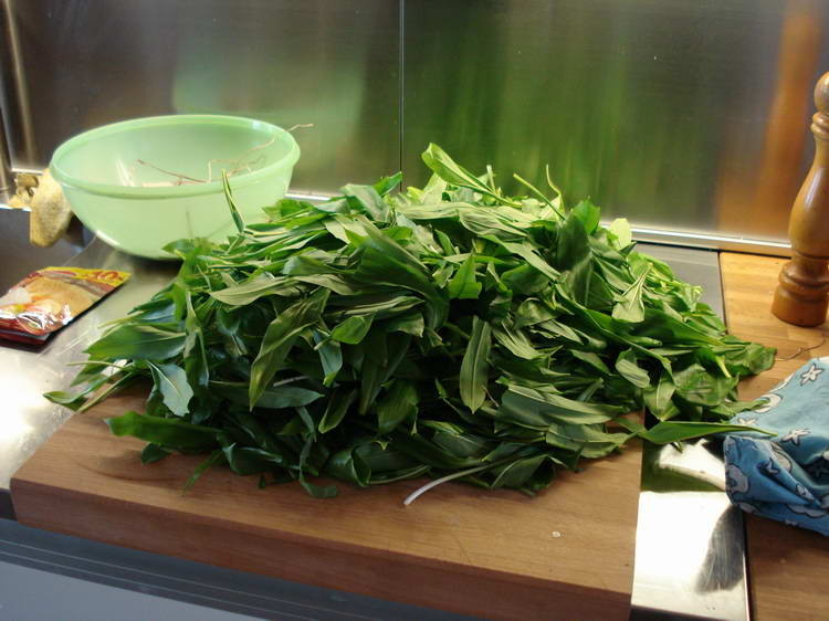 Jede Menge Bärlauch gesammelt, daraus entsteht dann das leckere Pesto