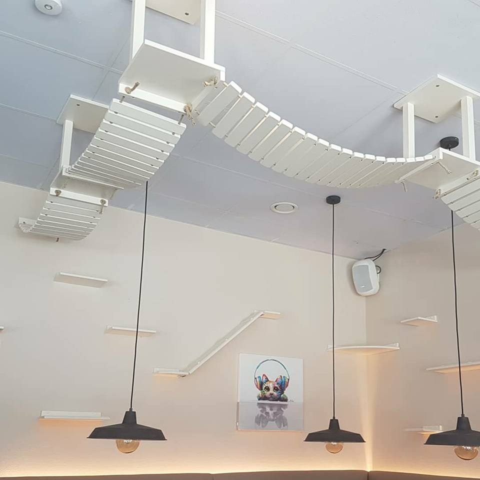 Katzenbaum für große Katzen / Kratzbaum für die Wand Tolle Katzen Kletterwand