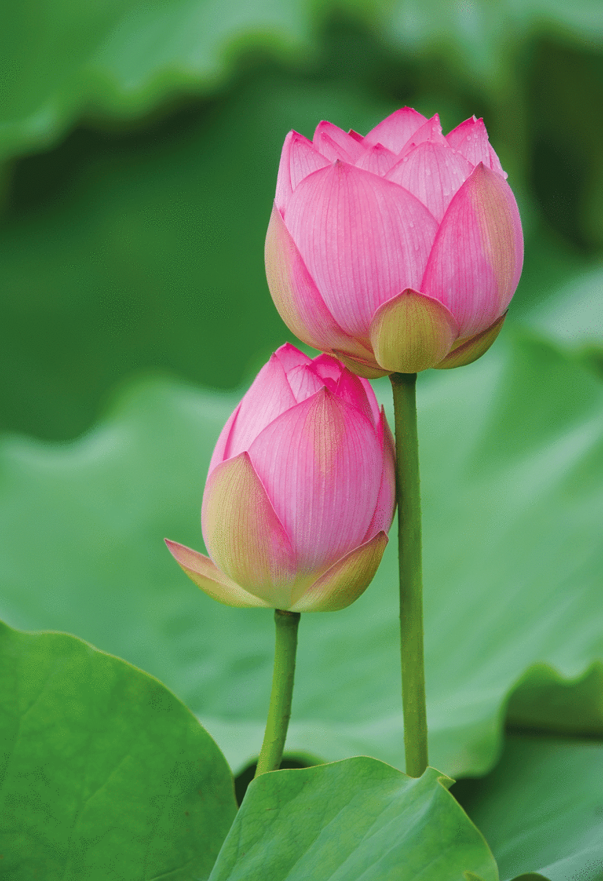 Ein wenig Duft bleibt immer an den Händen derer haften, die Blumen schenken. (aus Asien)