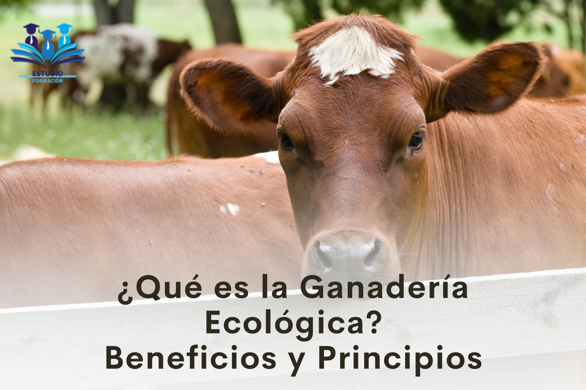 ▷ ¿Qué es la ganadería ecológica? Beneficios y características
