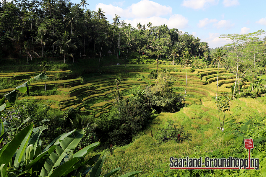 Reisterrassen Tegalalang | Bali | Indonesien