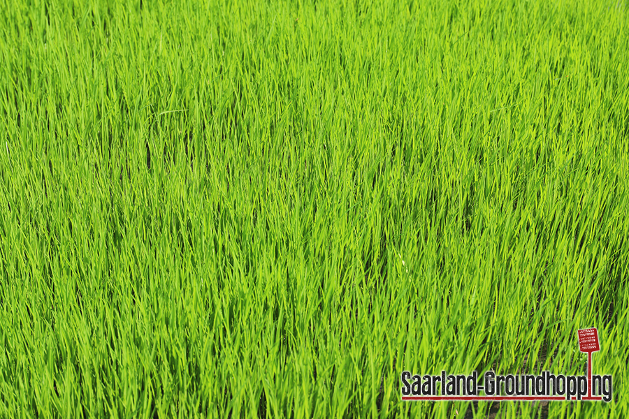Reisfelder in der Nähe von Canggu | Bali | Indonesien