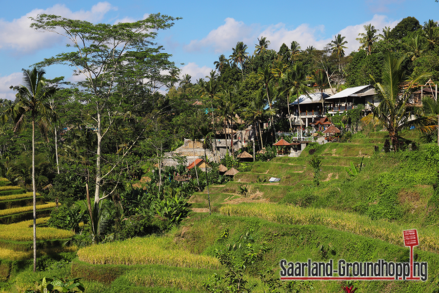 Reisterrassen Tegalalang | Bali | Indonesien