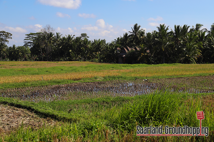 Kajeng Rice Field Walk Ubud | Bali | Indonesien