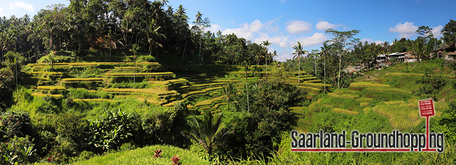 Reisterrassen Tegalalang | Bali | Indonesien