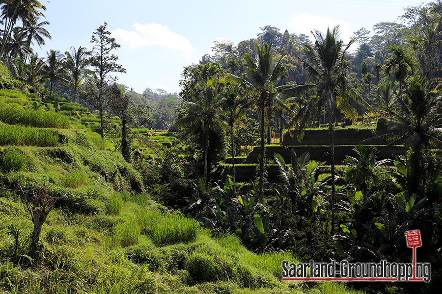 Reisterrassen Tegalalang | Bali | Indonesien