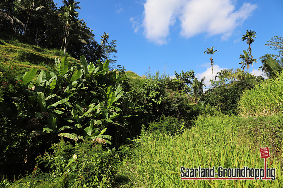 Reisterrassen Tegalalang | Bali | Indonesien