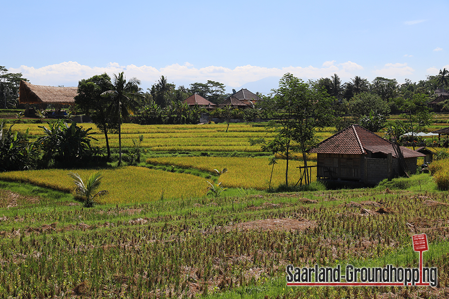 Campuhan Ridge Walk Ubud | Bali | Indonesien