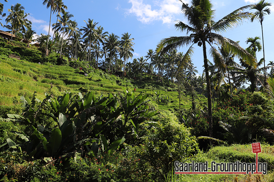 Reisterrassen Tegalalang | Bali | Indonesien