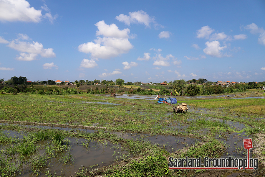 Reisfelder in der Nähe von Canggu | Bali | Indonesien