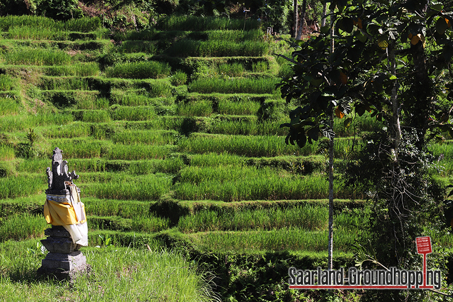 Reisterrassen Tegalalang | Bali | Indonesien