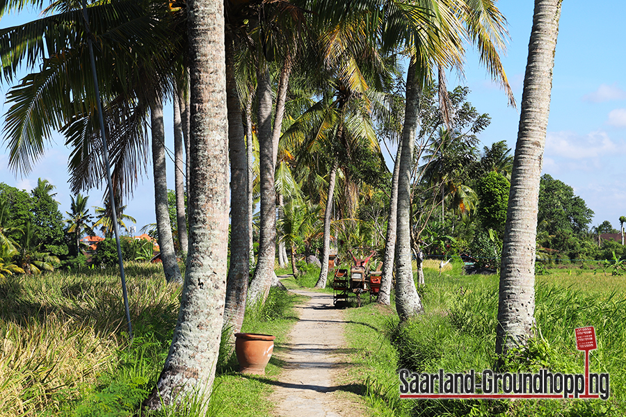 Kajeng Rice Field Walk Ubud | Bali | Indonesien