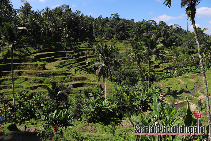 Reisterrassen Tegalalang | Bali | Indonesien